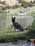 german shepherd puppy posted by Judy Smithson